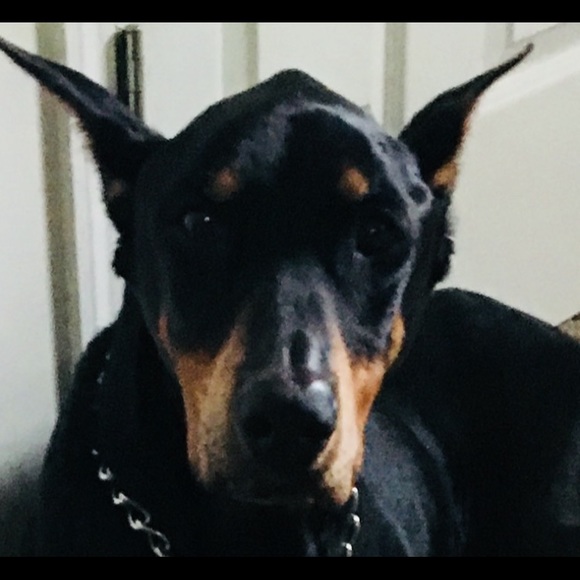 doberman26